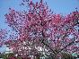 福建山樱花 泉州康林苗圃专业培育绯红山樱花种子种苗