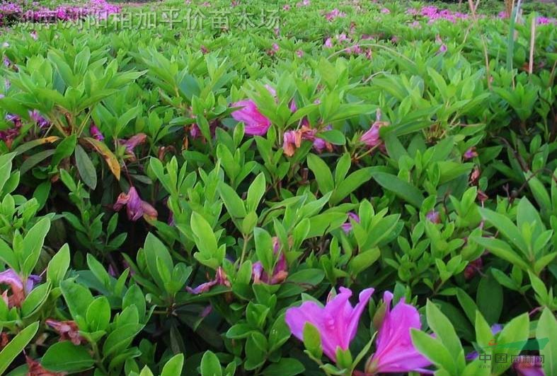 夏鹃价格(夏鹃的病虫害防治)