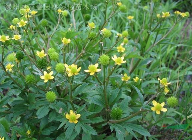 毛茛 毛莨苗 别名老虎脚爪草 毛芹菜 花毛茛 野芹菜基地 种植厂家 产地报价单 江苏富春园林有限公司