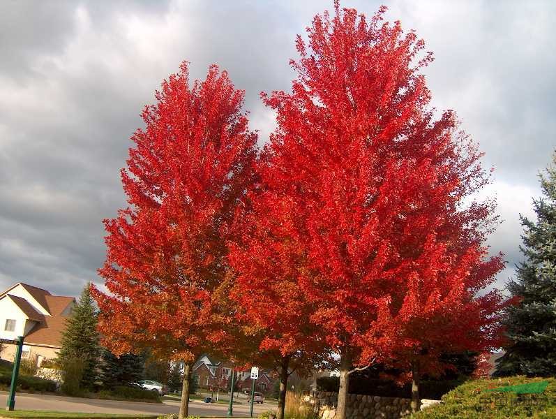 美國紅楓|小葉榕籽播苗和扦插苗基地_種植廠家_產地報價單_宣城市狸橋