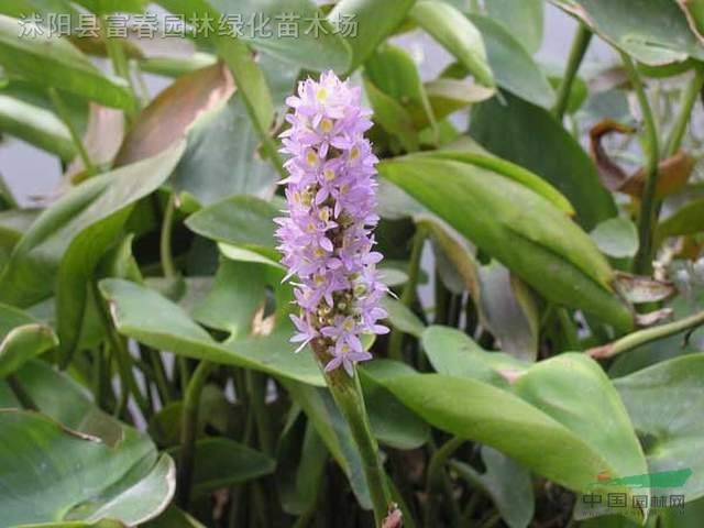 水生植物 海寿花 白花海寿花 海寿花苗 海寿花价格 供应 图片 江苏富春园林有限公司