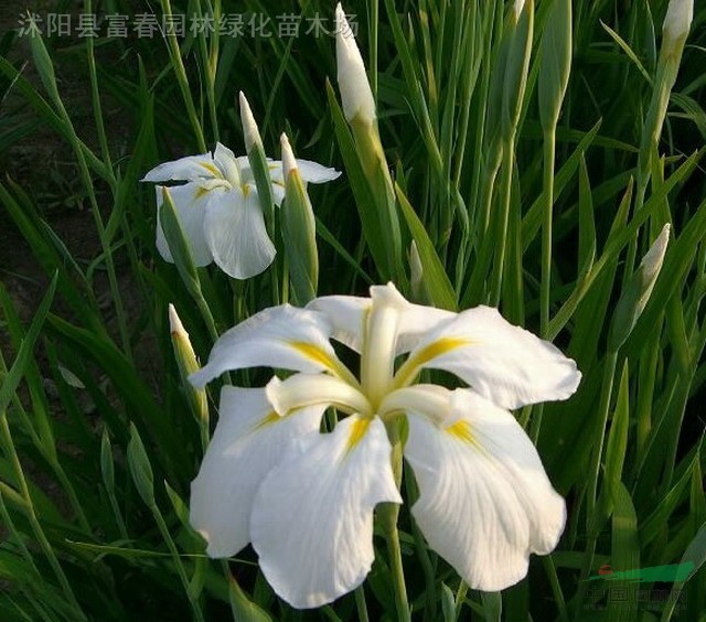 花菖蒲种子 花菖蒲种苗 别名 玉蝉花 紫花鸢尾基地 种植厂家 产地报价单 江苏富春园林有限公司