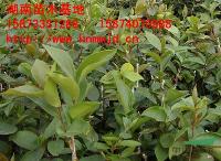 湖南油茶树 优质湖南油茶实生苗 湖南油茶苗 湖南油茶价格