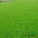 马尼拉草坪|湖南草皮|草坪价格|草坪基地|草坪批发