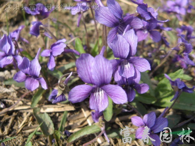 紫花地丁 紫花地丁种苗 别名 铧头草 光瓣堇菜 紫花地丁基地价格 供应 图片 江苏富春园林有限公司