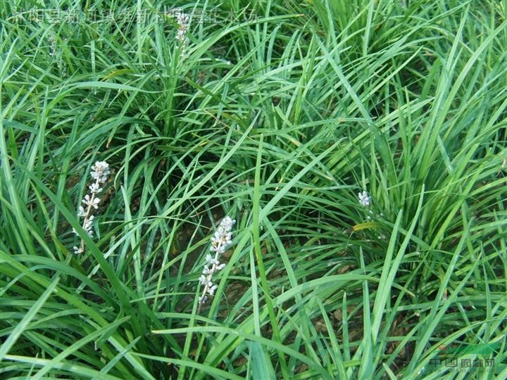 江苏沭阳基地低价供应批发麦冬草,各种草坪