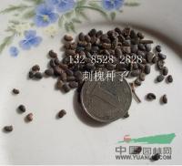 江苏沭阳低价供应批发白花刺槐 刺槐 刺槐种子