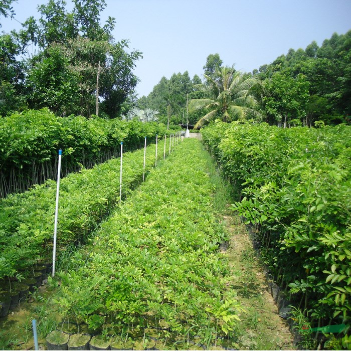 海南黃花梨綠化小苗,黃花梨種苗小樹苗圖片