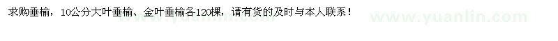 求购10公分大叶垂榆、金叶垂榆各120棵