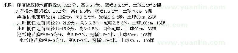 求购印度橡胶榕地苗、水石榕地苗、洋蒲桃地苗等