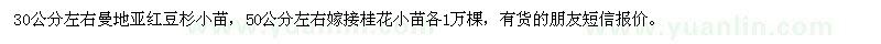 求购红豆杉小苗、桂花小苗