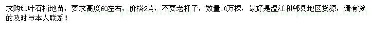 求购高60公分红叶石楠地苗10万棵