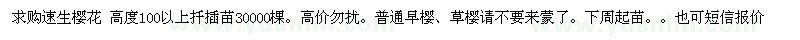 求购速生樱花  高度100以上扦插苗30000棵