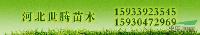 河北苗木基地 河北苗木 河北苗木供应商 河北苗圃场