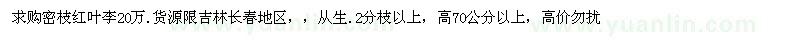 求购高70公分以上密枝红叶李