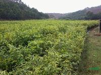 沉香苗供应地址，茂名农发沉香基地。