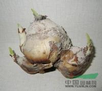 水仙花种球上海供应商漳州水仙花价格批发(图) 