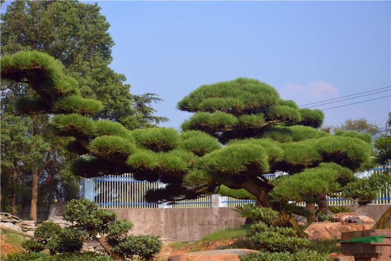 黑松怎样造型图片