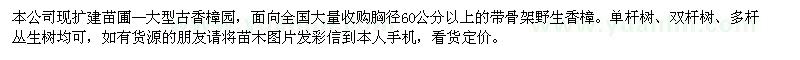 求购胸径60公分以上野生大香樟