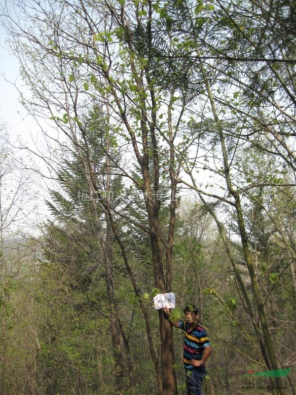 供应胸径5-20cm山槐树 丛生山槐树基地_种植厂家_产