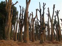 基地大量30-100cm移植大香樟现货，低价直销