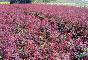 【大量供应】红叶小檗 紫叶小檗 多种规格