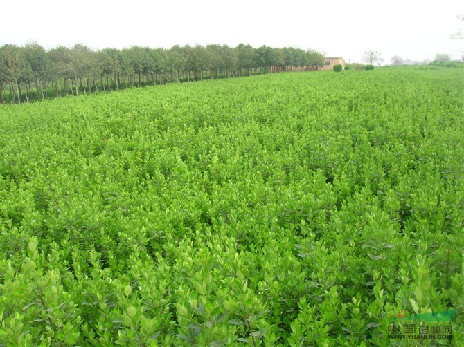 大葉黃楊*新價格/大葉黃楊報價基地_種植廠家_產地報價單_建軍八一苗