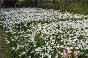 绿化苗木价格：白葱兰,白花春兰,白三叶,百幕大,八宝景天