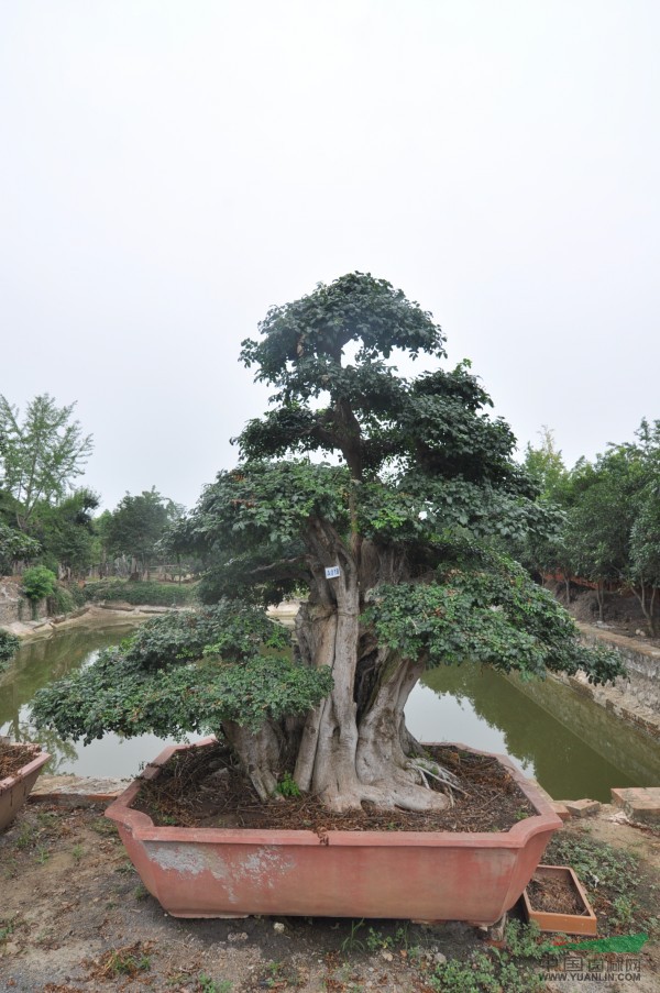 对节白蜡树盆景图片(对节白蜡树叶高清图片)