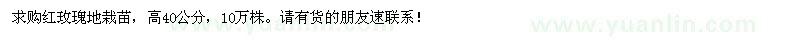 求购高40公分的红玫瑰地栽苗10万株