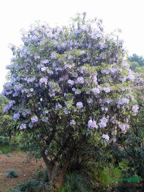 浙江马银花介绍