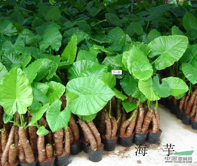 海芋供应 海芋图片图片 福州绿化根兴苗圃 园林网