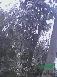 高山杜鹃是杜鹃花中的昂贵品种