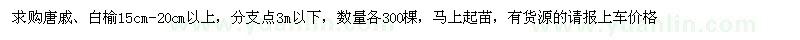 求购唐戚、白榆15cm-20cm以上