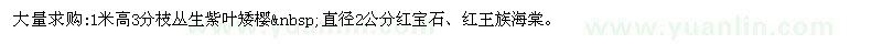 求购大量求购:1米高3分枝丛生紫叶矮樱;直径2公分红宝石、红王族海棠。