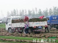 聊城草坪 临沂草坪 菏泽草坪 莱芜草坪