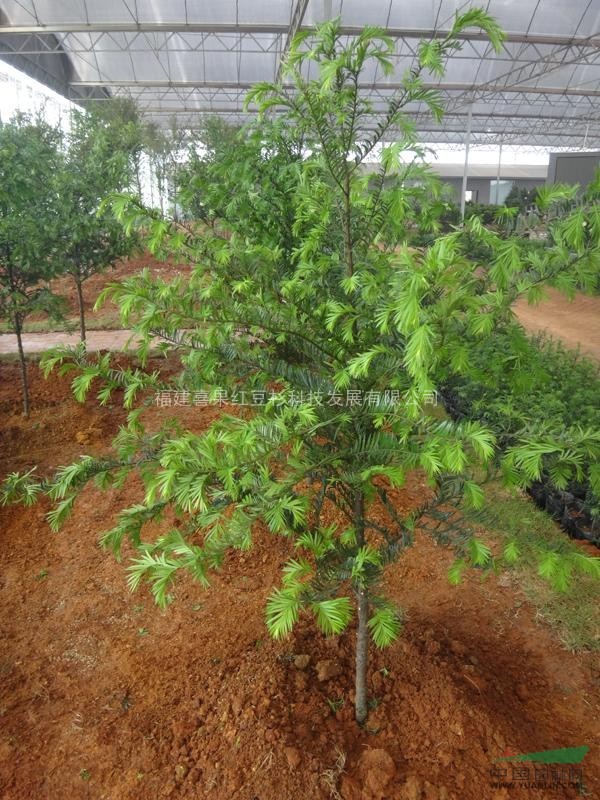 喜果红豆杉地径3公分3年生大苗绿化苗木
