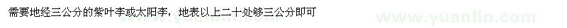 求购地经三公分的紫叶李或太阳李