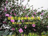 合肥供应：碧桃、美人梅、石榴、木槿、水腊、栀子花