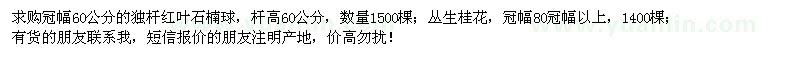 求购独杆红叶石楠球、丛生桂花