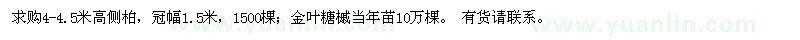 求购4-4.5米高侧柏,金叶糖槭当年苗