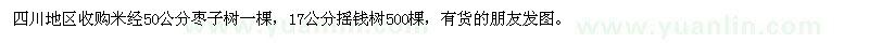 求购米经50公分枣子树、摇钱树500棵 