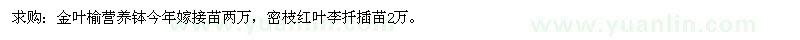 求购金叶榆营养钵、密枝红叶李扦插苗 