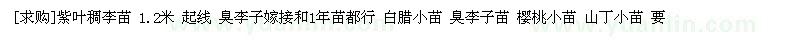 求购紫叶稠李苗 白腊小苗 臭李子苗 樱桃小苗