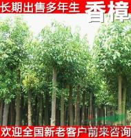 绿化苗木批发 香樟树树苗 优质 成活率高 驱蚊虫植物 香气迷