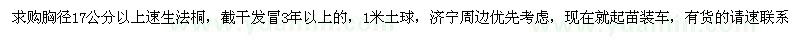 求购胸径17公分以上速生法桐