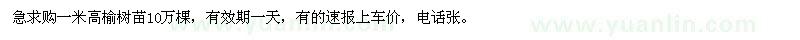 求购一米高榆树苗10万棵