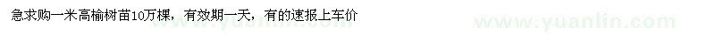 求购一米高榆树苗10万棵