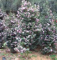 茶花大树