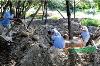 上海挖树找专业的挖树团队-五峰苗圃